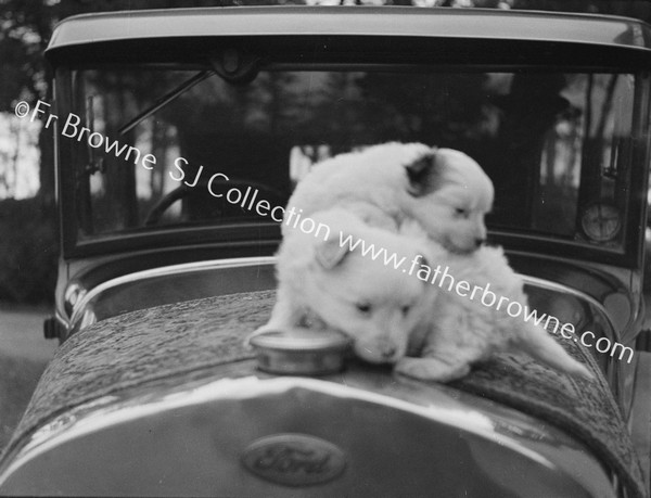 2 PUPS ON BONNET OF CAR